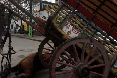 Un caballo murió cuando un carro chocó con una camioneta