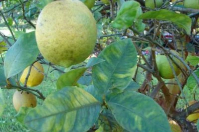 Los citricultores de EEUU se defienden del ataque del HLB