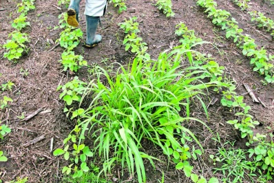 La problemática de malezas, en debate