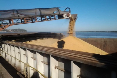 Hay escaso interés de las acopiadoras para comprarle maíz a los productores