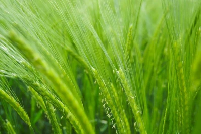 Proyectan buenos rindes productivos en Tucumán