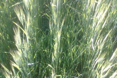 Hubo una mayor presión de malezas por los barbechos mal hechos