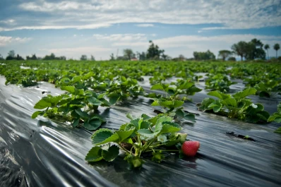 “Cayó el área implantada a valores históricos”