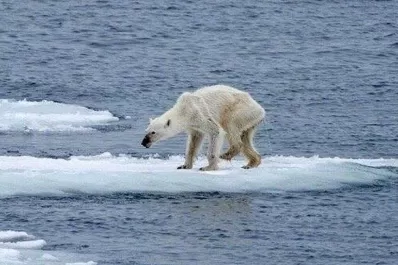 La foto de una osa polar desnutrida alerta sobre el cambio climático