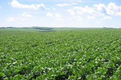 En el campo, la inmediatez no es buena consejera