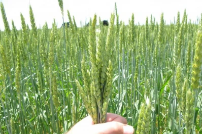 Se habrían perdido 85.000 hectáreas de trigo, el 2,3% del total previsto sembrar