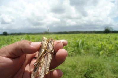 Vigilan de cerca la evolución de la langosta