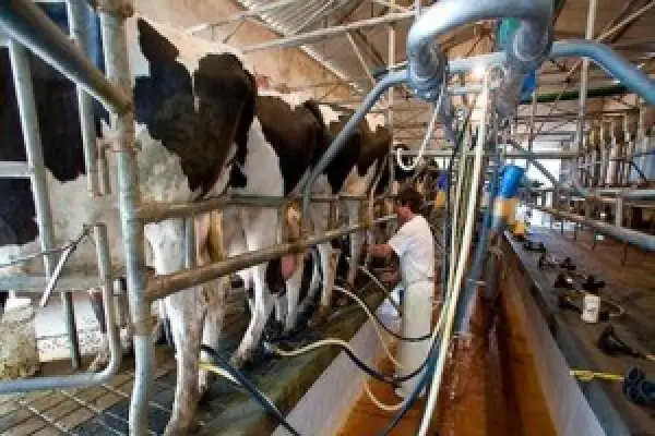 ¿Cuánto pagará la industria nacional por leche de agosto?