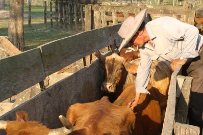 Intensifican la promoción y difusión de las políticas sanitarias contra la fiebre aftosa