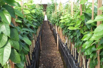 Utilizan materiales de propagación propios, sin plagas ni enfermedades