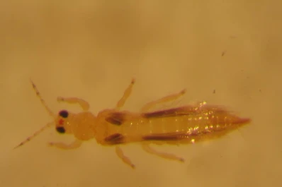 Importantes avances en el manejo de los insectos en los citrus