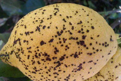 El exceso de humedad potenció las enfermedades