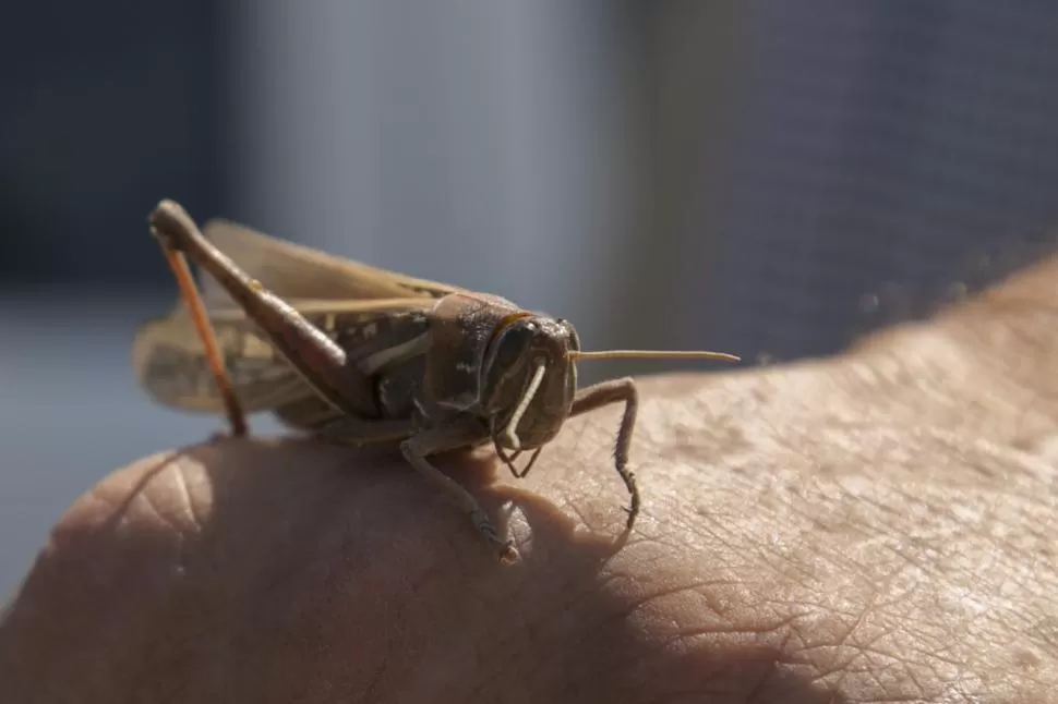 PELIGRO. Con los controles se busca que el insecto no forme una manga. 