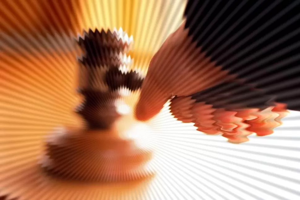 No debieron anular las elecciones