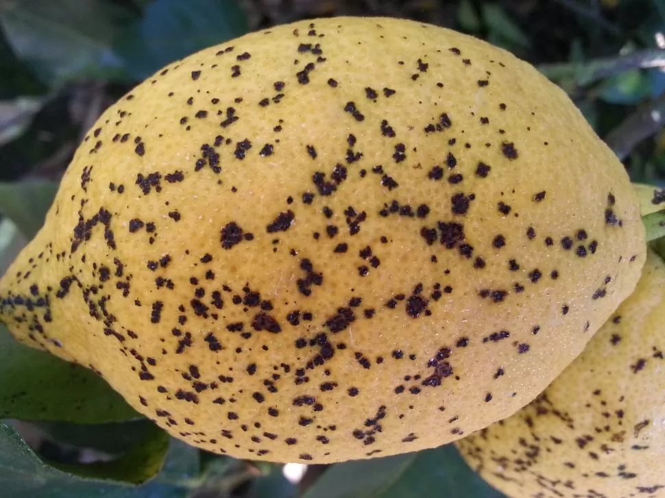 DAÑOS. Los limones de esta imagen muestran el efecto de “Mancha negra” y de “fitotoxicidad por cobre”. gentileza EEAOC 