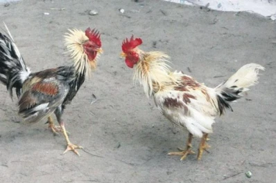 Detienen a 40 personas durante una riña de gallos, en Jujuy