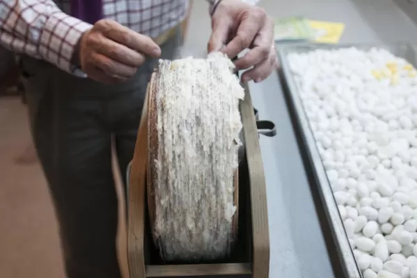 La UNT intenta rescatar la producción de gusanos de seda