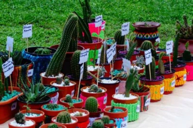 Darán un plantín floral a cambio de residuos reciclables