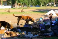 Un motociclista fue atacado por perros callejeros en Monteros y falleció