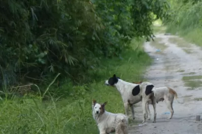 Ordenan una nueva autopsia al cuerpo del motociclista atacado por varios perros, en Monteros