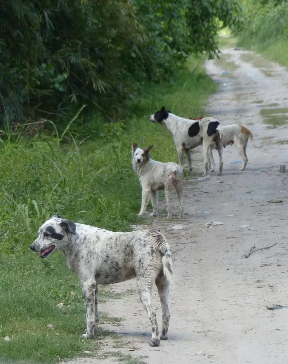 BARRIO IBATÍN. Perros callejeros deambulan por esta zona de Monteros. 