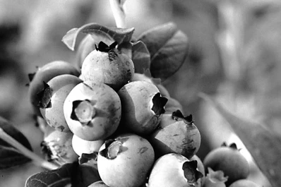 Extreman cuidados en la calidad de la fruta