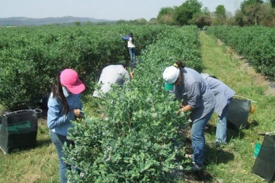 La cosecha tiene intermitencias por las oscilaciones climáticas