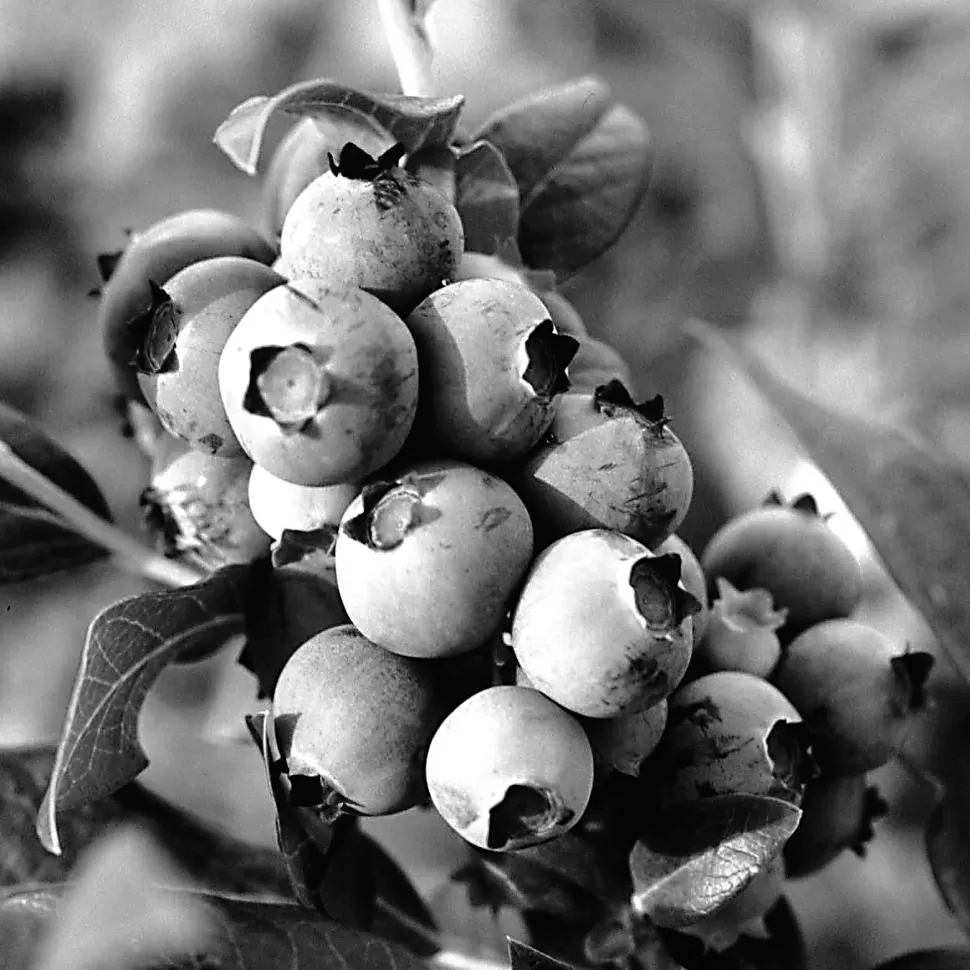 FRUTA DE EXCELENCIA. Con el avance de la cosecha se verifica que la fruta seleccionada en los campos tucumanos presenta un elevado nivel de calidad. blueberries.com