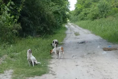 Buscan determinar si los perros que mataron al motociclista tienen dueño