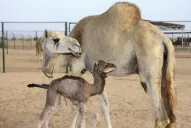 La opción está entre los taxis, los camellos clonados y el EI