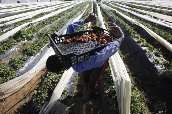 “La campaña frutillera en Tucumán fue mala”