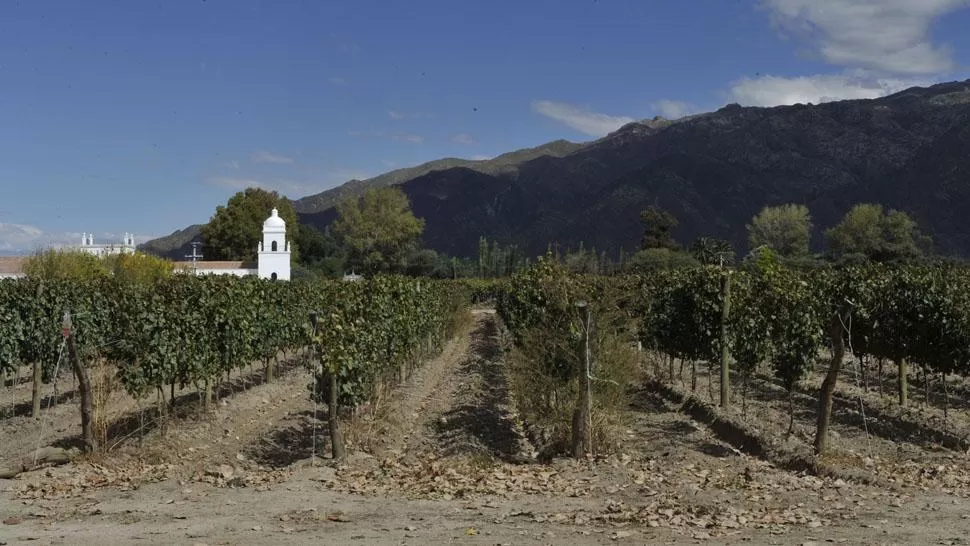 VIÑEDOS EN CAFAYATE. La ruta 40 ofrece la posibilidad de probar muy buenos vinos. JORGE OLMOS SGROSSO / LA GACETA