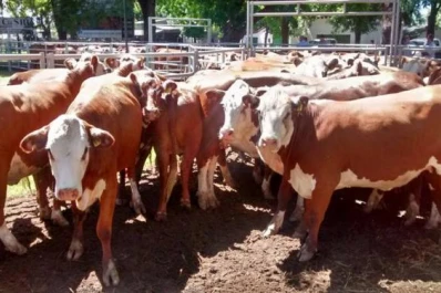 El interrogante es hacia dónde va la ganadería