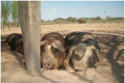 Importante aporte para el desarrollo del sector porcino en Tucumán