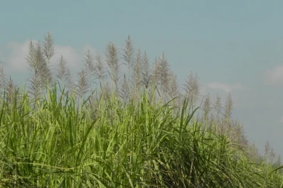 Se abren distintos escenarios para la próxima zafra por los cañaverales que quedan en pie