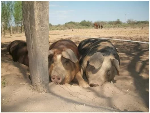 ALTERNATIVA. Los agricultores familiares producen porcinos en Tucumán. 