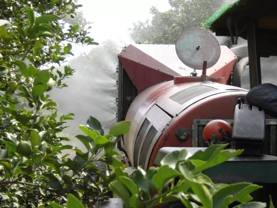  -LIMONEROS. Los productores deben trabajar desde ahora protegiendo las plantaciones, para evitar queaparezcan las enfermedades que afectan la calidad. LA GACETA / ARCHIVO.