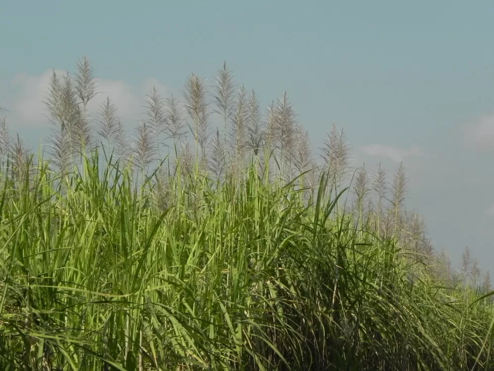 COMPLICACIONES. Tanto la “caña florecida” como la “caña volcada” que hay en muchos campos no llegarán en las mejores condiciones a la zafra 2016. 