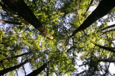 El objetivo es llegar a implantar unas 500 hectáreas/año