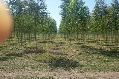 “Los emprendedores necesitan apoyos para producir madera”