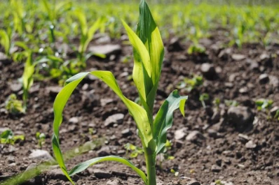 El maíz tardío responde a estrategias adecuadas de fertilización