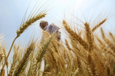 Bajas ventas de trigo de cara a la actual campaña de granos