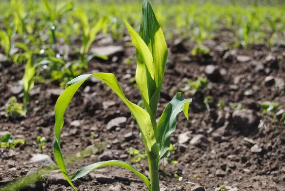 SI HAY AGUA. La producción maicera puede alcanzar buenos rendimientos. agritotal.com