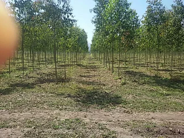 OTRO USO DEL SUELO. Plantación de 18 meses de edad, en un ex cañaveral.  