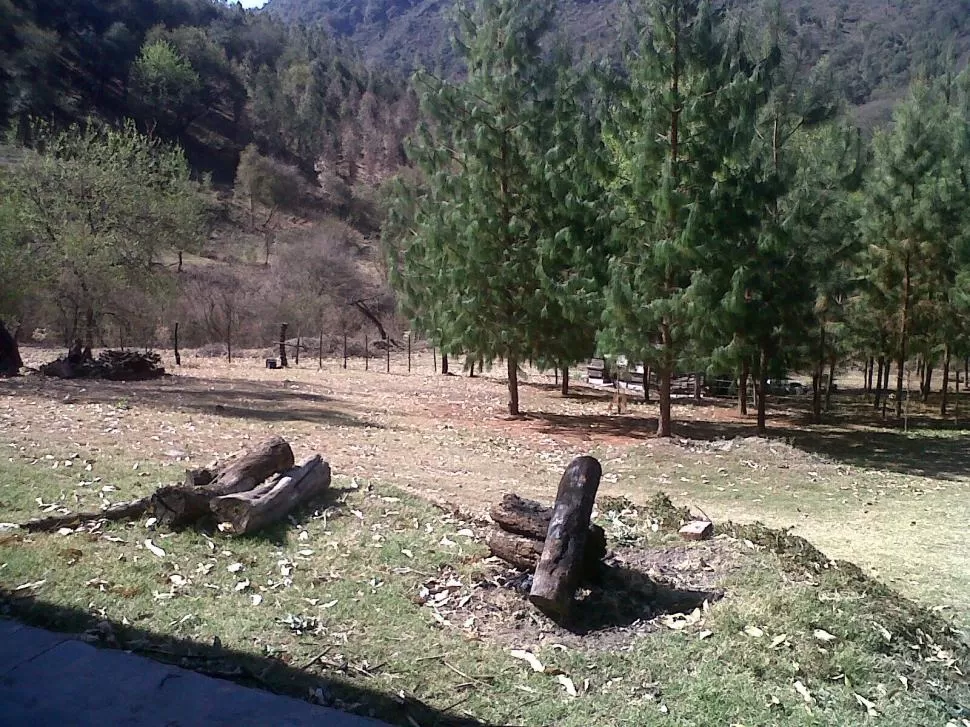 PARTE DEL PROYECTO. La imagen muestra una plantación de pinos en el campo ubicado en San Pedro de Colalao. 