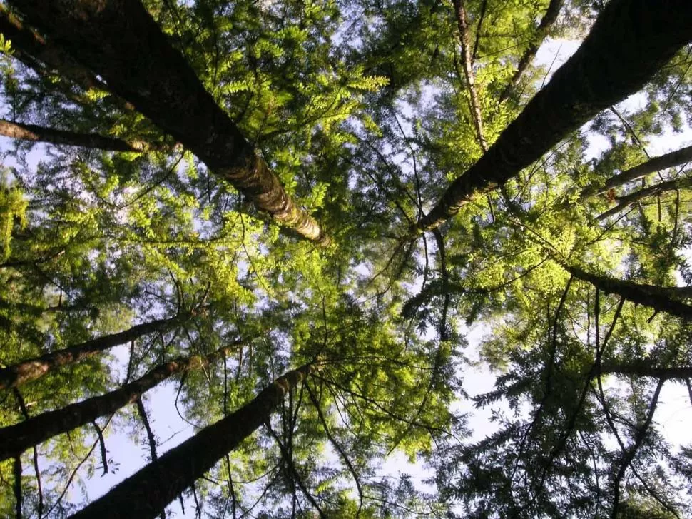 TIEMPO. Hay especies que pueden cosecharse a los 10 años de plantadas. 