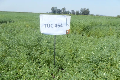 Presagiaban un gran año para el cultivo de garbanzo en Tucumán, pero el clima les arruinó la cosecha