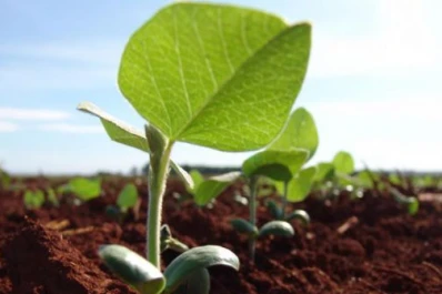 Utilizan semillas de soja comunes