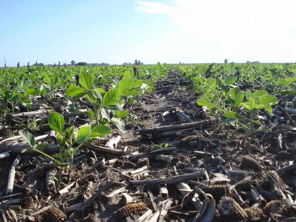 APOSTANDO AL FUTURO. En los campos tucumanos ya se empieza a ver el nacimiento de las plantas de soja, en general de buen aspecto y sanas.  