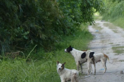 Exigen agilizar la causa del hombre asesinado por perros